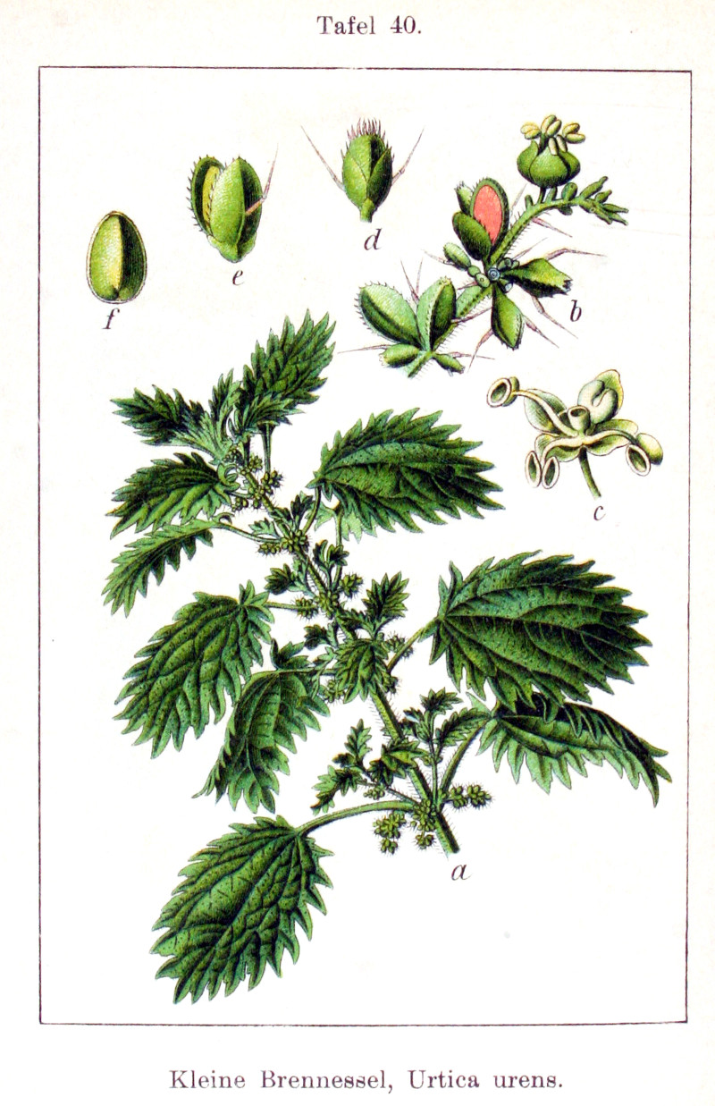 urtica_urens.jpg
