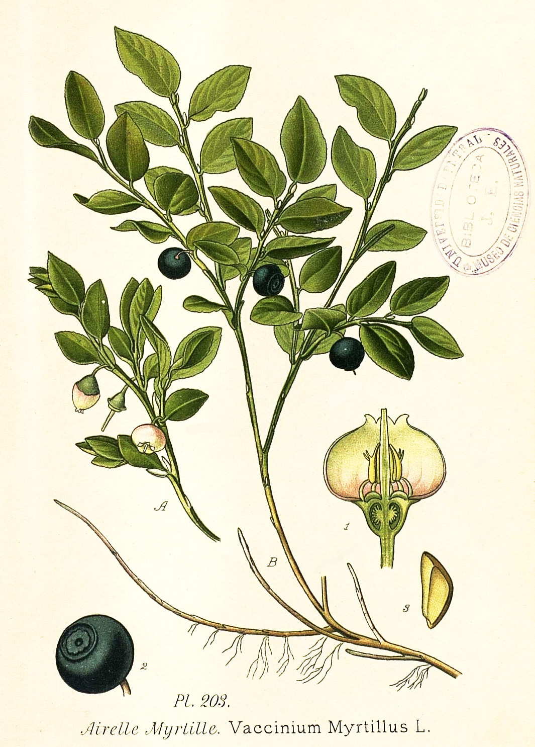 vaccinium_myrtillus.jpg