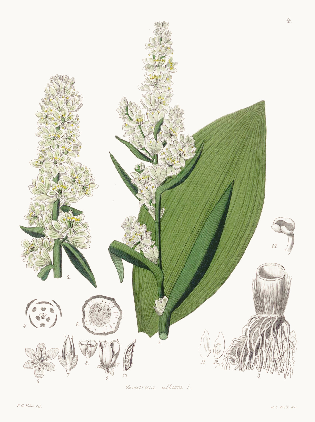 veratrum_album.jpg