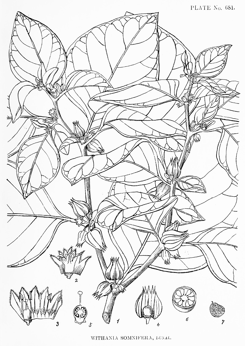 withania_somnifera.jpg