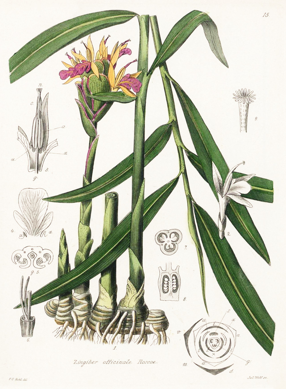 zingiber_officinale.jpg