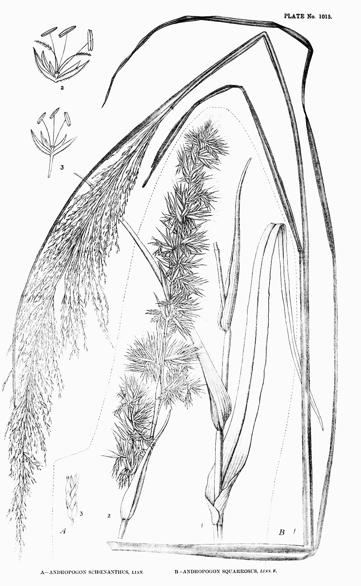 cymbopogon_schoenanthus.jpg cymbopogon_schoenanthus.jpg